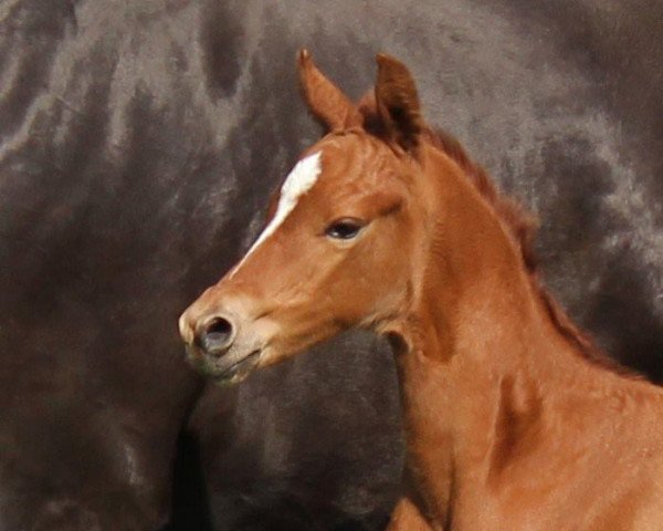 horse Romeo (Trakehner, 2013, from Banderas)
