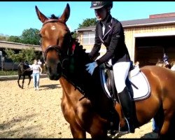 horse Mondlicht (German Sport Horse, 2010)