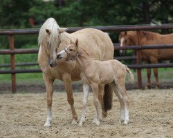 stallion Melli's Glueckskeks (German Riding Pony, 2017, from Golden West NRW)
