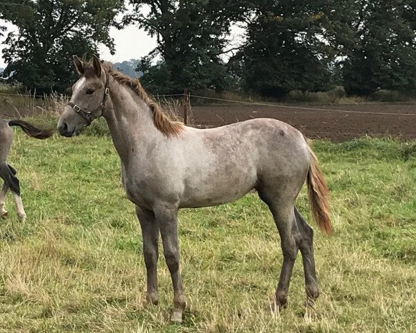 Pferd Celle B (Deutsches Sportpferd, 2017, von Cellestial)