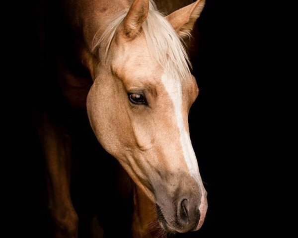 stallion Quentin (German Sport Horse, 2016, from Quaterback) stallion Quentin (German Sport Horse, 2016, from Quaterback)