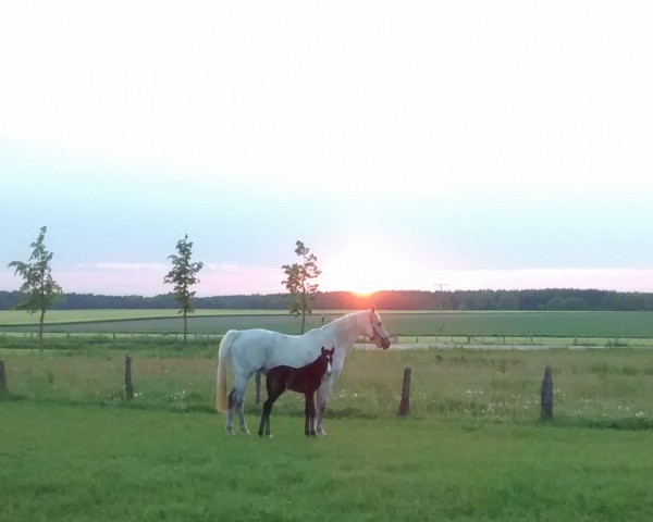 broodmare Levisto Model (Brandenburg, 2002, from Levisto Z)