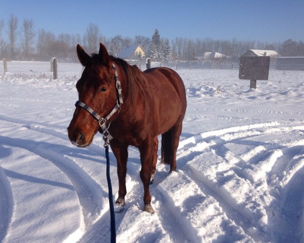 horse Reds Golden Princess (Quarter Horse, 2007, from Reds Gonna Rein)