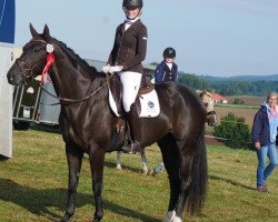 dressage horse Dora 208 (Hanoverian, 2013, from Drombusch)