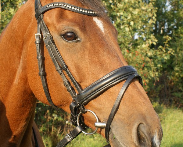 horse Colina 37 (Brandenburg, 1991, from Collini)