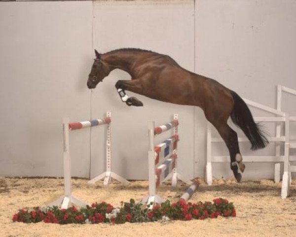 stallion Cyrkon xx (Thoroughbred, 2004, from Enjoy Plan xx) stallion Cyrkon xx (Thoroughbred, 2004, from Enjoy Plan xx)