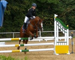 dressage horse Vamos 15 (German Riding Pony, 2006, from Valiant Starlight)