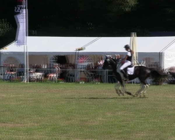 Reitturnier Hanerau-Hademarschen 2018