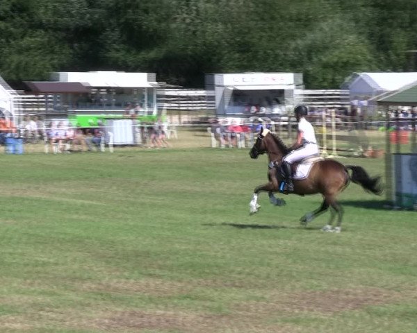 Reitturnier Hanerau-Hademarschen 2018