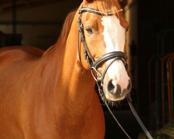 horse Madoxx (German Riding Pony, 2009, from The Braes My Mobility)