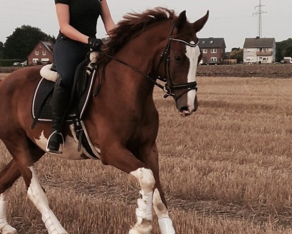 dressage horse Ferero 11 (Westphalian, 2014, from Floribot)