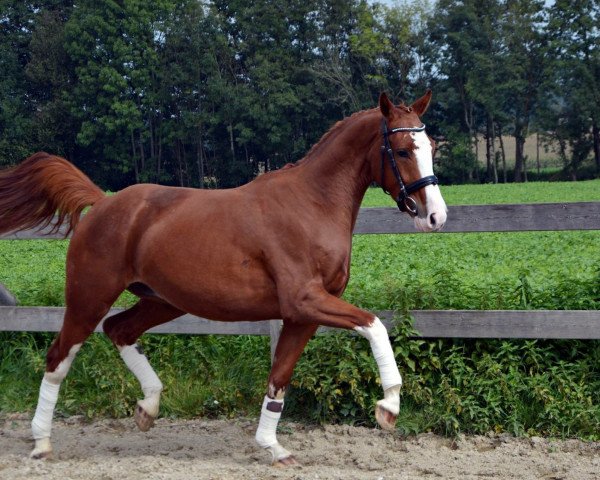 horse Fürst Fritz von der Willenburg (Westphalian, 2014, from Fleury)