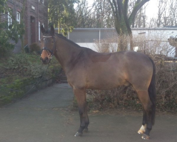 dressage horse Rapid 35 (Rhinelander, 2007, from Riccione)