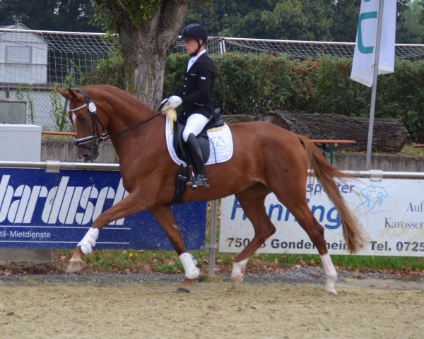 Dressurpferd Festina G (Württemberger, 2011, von Fürst Romancier)