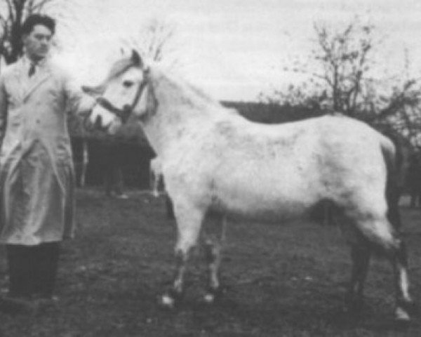 horse Revel Zipp (Welsh mountain pony (SEK.A), 1951, from Criban Silver Sand)