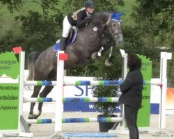 Springpferd Sugar Pure (Westfale, 2011, von Stolzenberg)