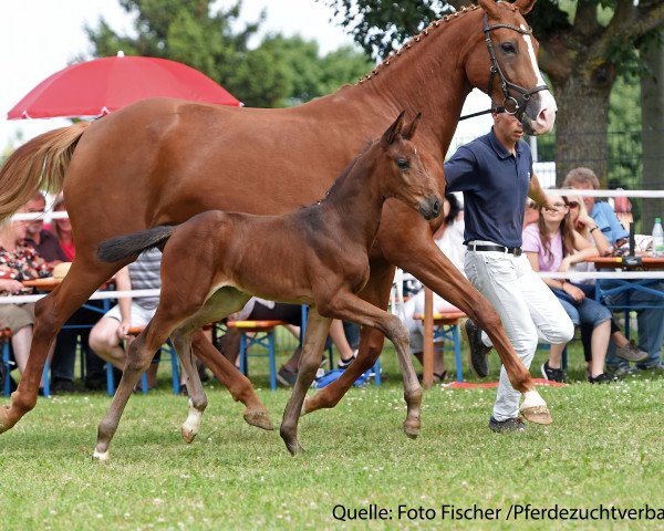 horse Stute von Diamond Hit (Bavarian, 2017, from Diamond Hit)