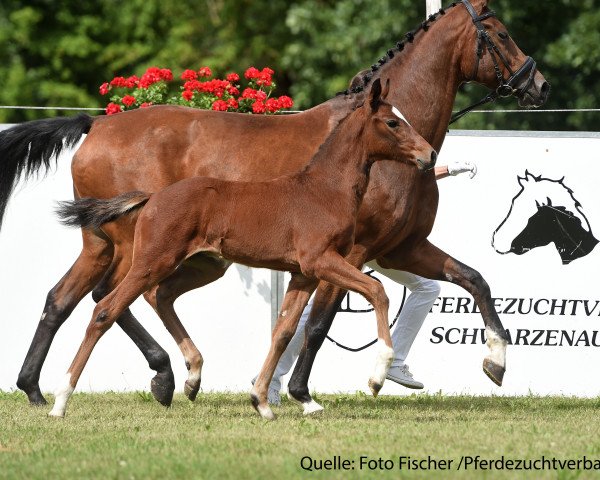 horse Hengst von Bossanova (Bavarian, 2017, from Bossanova 28)