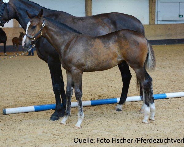 horse Dusty 883 (Bavarian, 2017, from Il Divo xx)