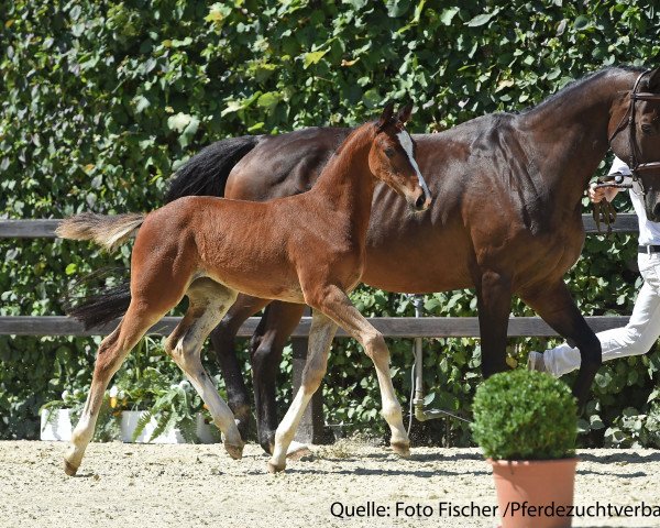 Pferd Stute von Cornet's Call Out (Bayer, 2017, von Cornet's Call Out)