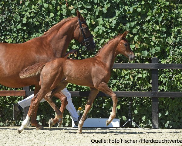 Cavallo da Dressage Baldolino (Cavallo Sportivo Tedesco, 2017, di Belissimo NRW)