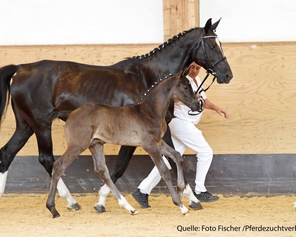 horse Hengst von Rocky Lee (Bavarian, 2017, from Rocky Lee)