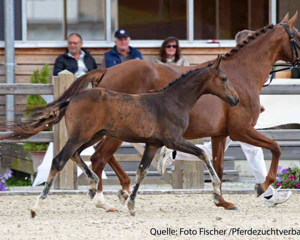 horse Dedicado (Bavarian, 2017, from Danone 4)