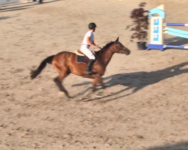 Sommerspringen Turbenthal 2018