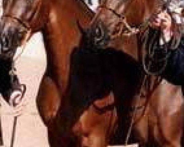 broodmare Hal Ane Versare ox (Arabian purebred, 1981, from Hal Thats Amore ox)