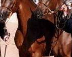 broodmare Hal Ane Versare ox (Arabian purebred, 1981, from Hal Thats Amore ox)