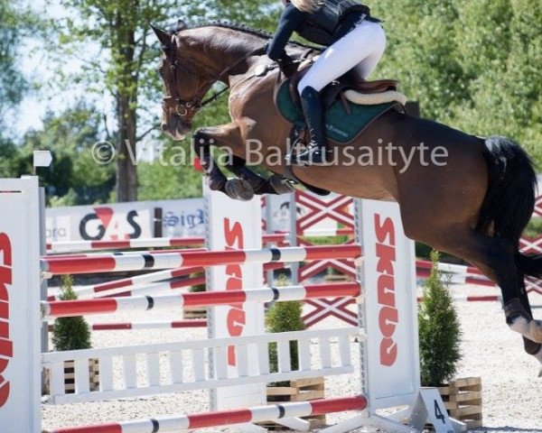 horse Locksley (Oldenburg, 2009, from Lordanos)