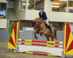 jumper T‘Unellie Z (Zangersheide riding horse, 2017, from Take A Chance On Me Z)