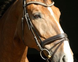 jumper Casaro 6 (Oldenburg show jumper, 2007, from Casio)