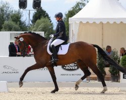 dressage horse Doller Karl (Westphalian, 2013, from Don Frederic 3)