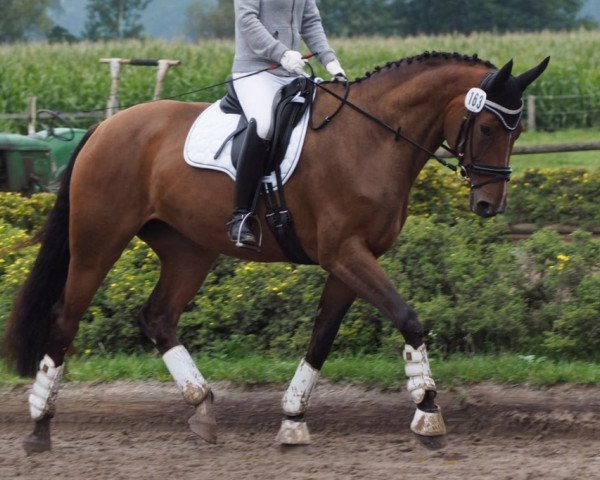 dressage horse Rosalie 189 (Westphalian, 2009, from Sungold 2)