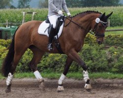 dressage horse Rosalie 189 (Westphalian, 2009, from Sungold 2)