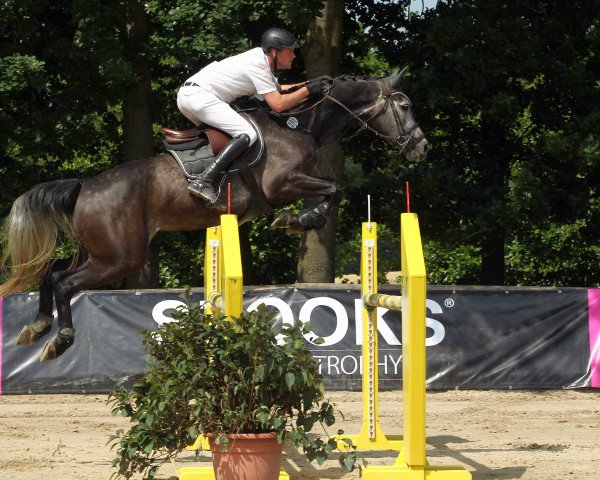 Springpferd Cayenne K (Holsteiner, 2010, von Clearway)