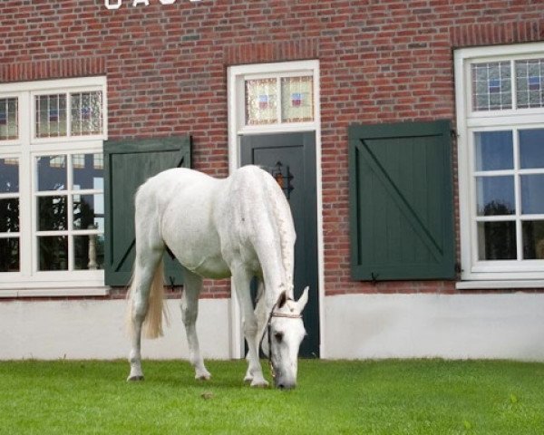 broodmare Famouscampaya (Holsteiner, 1991, from Capitol I)