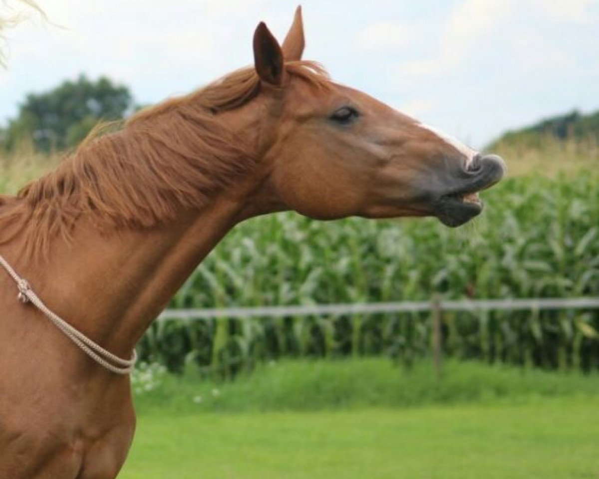 horse Baroness 365 (Westphalian, 2008, from Biasini)