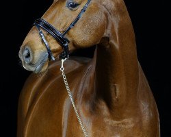 dressage horse Luigi Galvani (Hanoverian, 2005, from Londonderry)