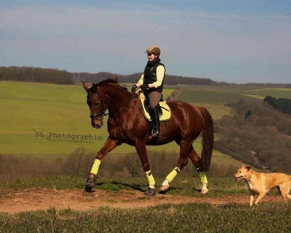 horse Dublin (Hessian Warmblood, 2002, from Dartagnan)