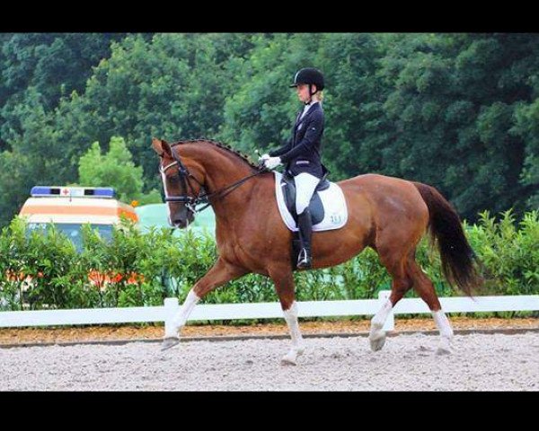 dressage horse Royal Coeur (Hanoverian, 2003, from Regazzoni)