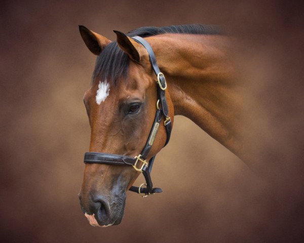 Pferd Mr Bass (Holsteiner, 2008, von Carrico)