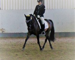 dressage horse Dardarnos ES (German Riding Pony, 2005, from Diadoche S)