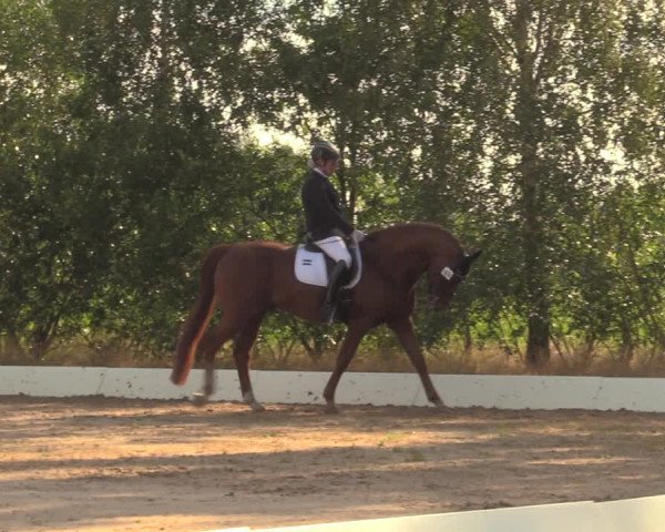 Reitturnier Wietmarschen 2018