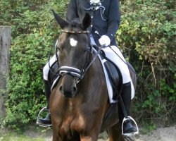 dressage horse Del Pierro 2 (Hanoverian, 2002, from De Niro)