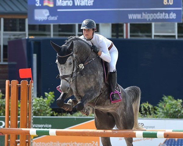 Springpferd Toulouse (Westfale, 2012, von Tenor D'Arioso)