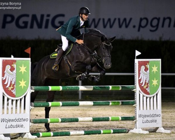 horse Sewilla L (Hanoverian, 2011, from Van Hellsing)