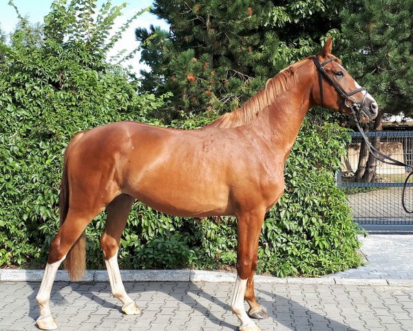 horse Dempo L (polish noble half-breed, 2014, from Vulkan L)