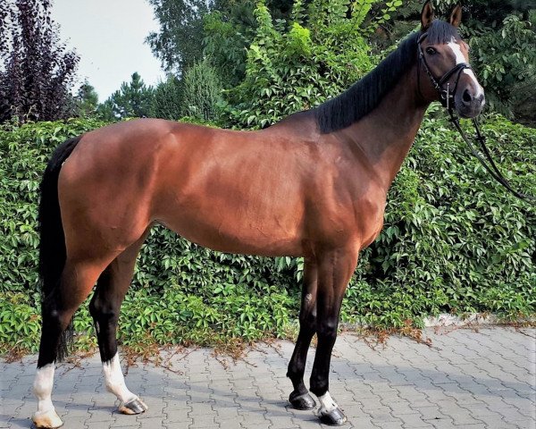 broodmare Chelsea L (Westphalian, 2009, from Albaran xx)